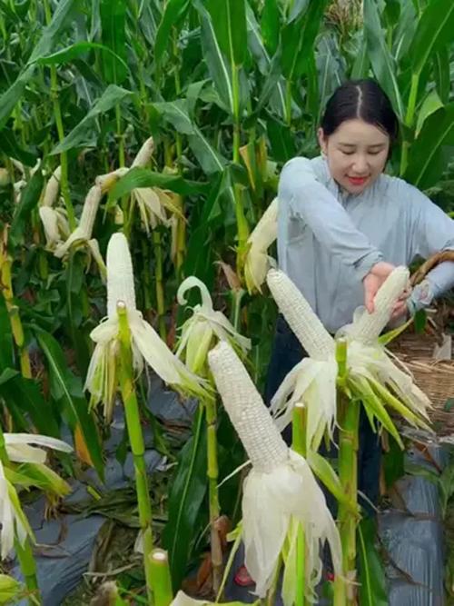 甜玉米种植技术如何助力致富？-图2