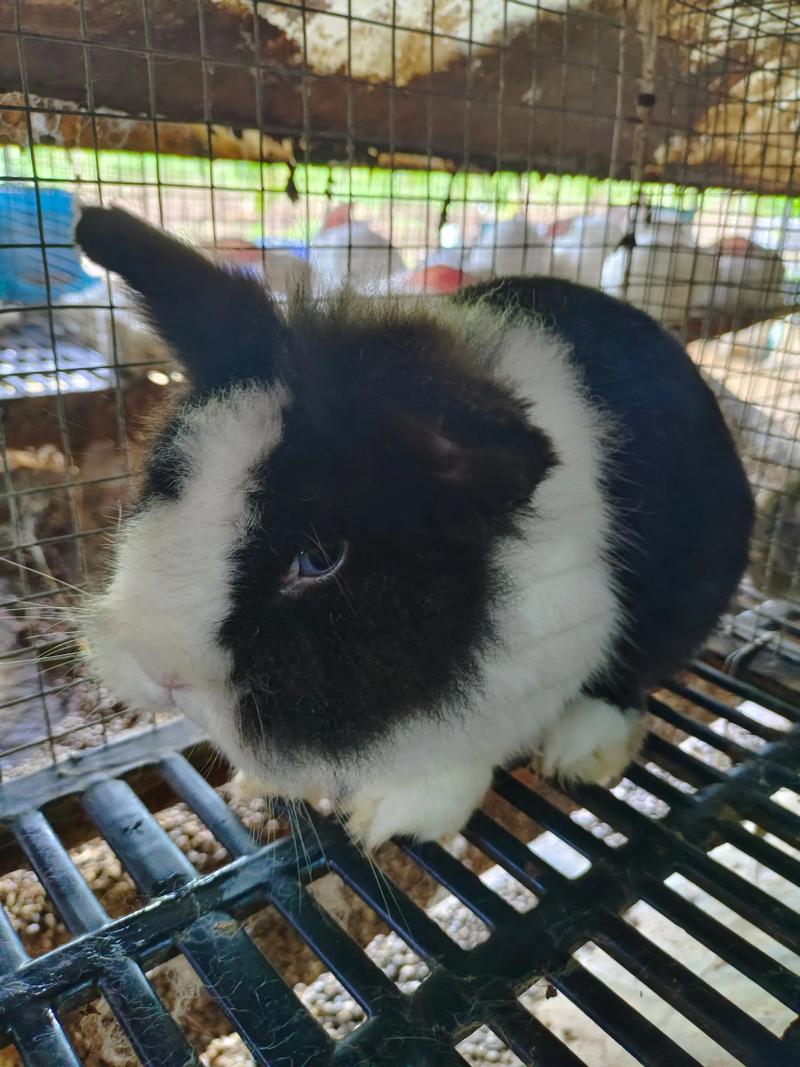 2025郑州兔子价格多少钱一只？-图1