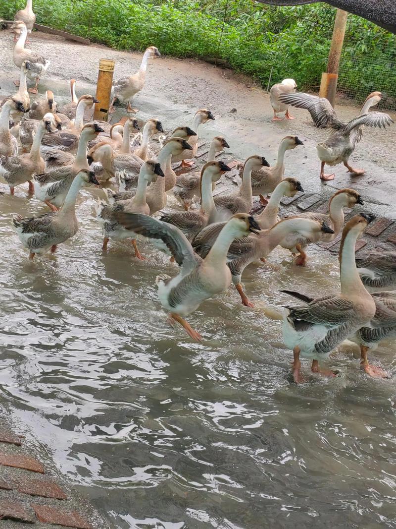 狮头鹅种鹅养殖技术要点有哪些？-图1