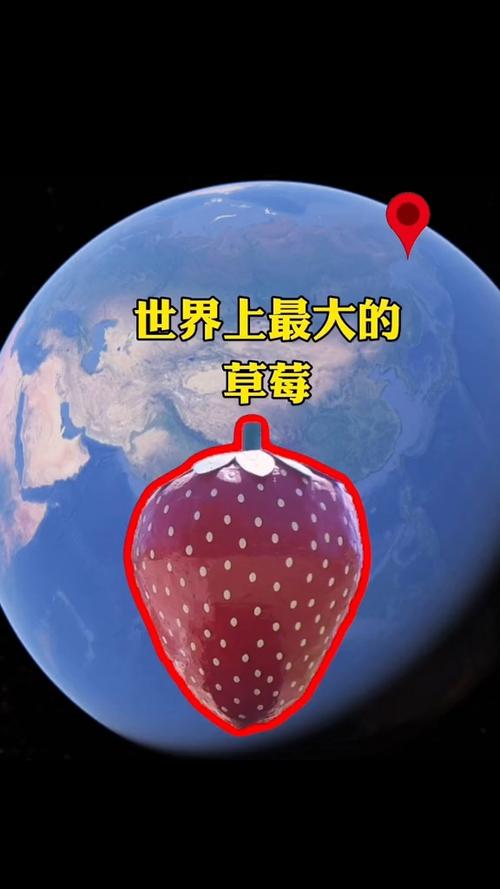 全球最大草莓品种是哪个？-图1