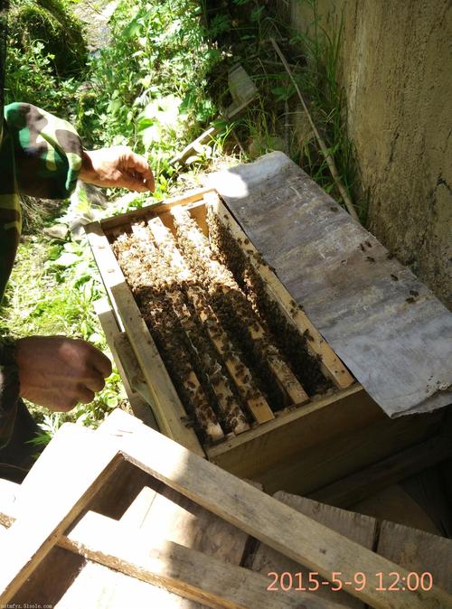 中蜂养殖技术四季视频-图3