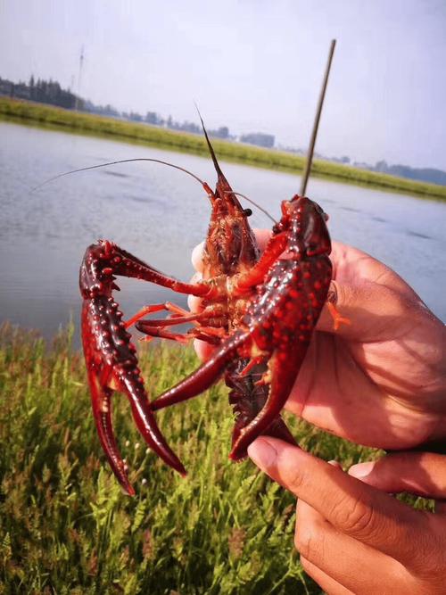 水泥池养小龙虾，关键技术有哪些？-图1