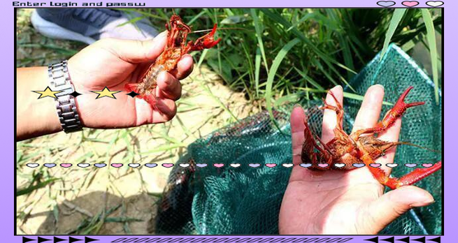 水泥池养小龙虾，关键技术有哪些？-图2