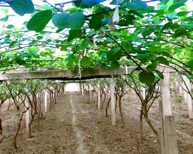 猕猴桃栽培管理有哪些关键技术？-图2