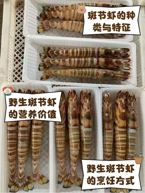斑节虾养殖技术如何致富？-图1