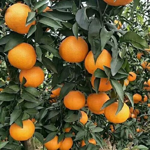 最贵的柑橘品种是哪个？-图3