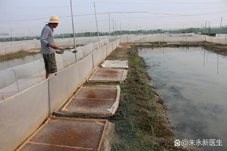 湘莲池套养小龙虾，如何实现双丰收？-图1