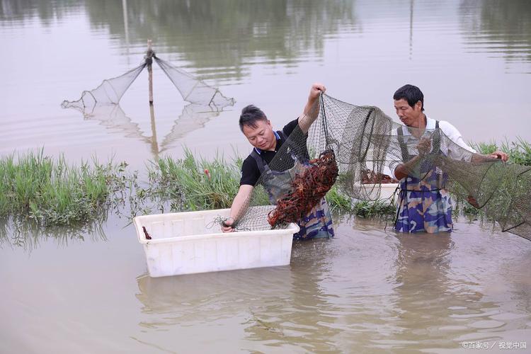 湘莲池套养小龙虾，如何实现双丰收？-图2