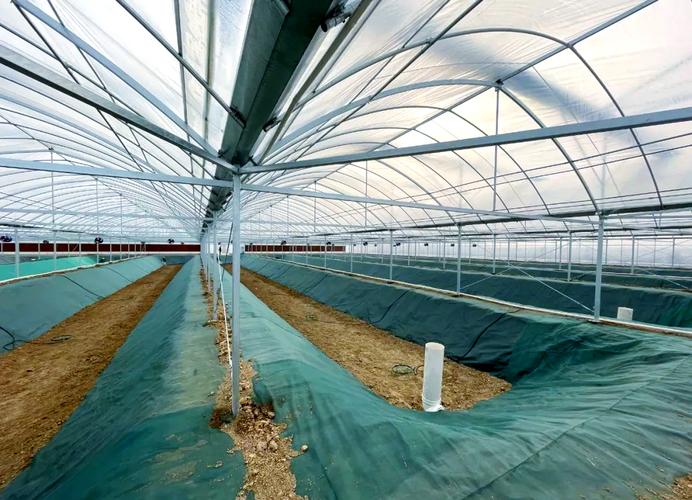 小龙虾标准化养殖技术有哪些要点？-图1