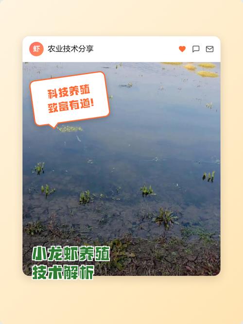 小龙虾标准化养殖技术有哪些要点？-图2