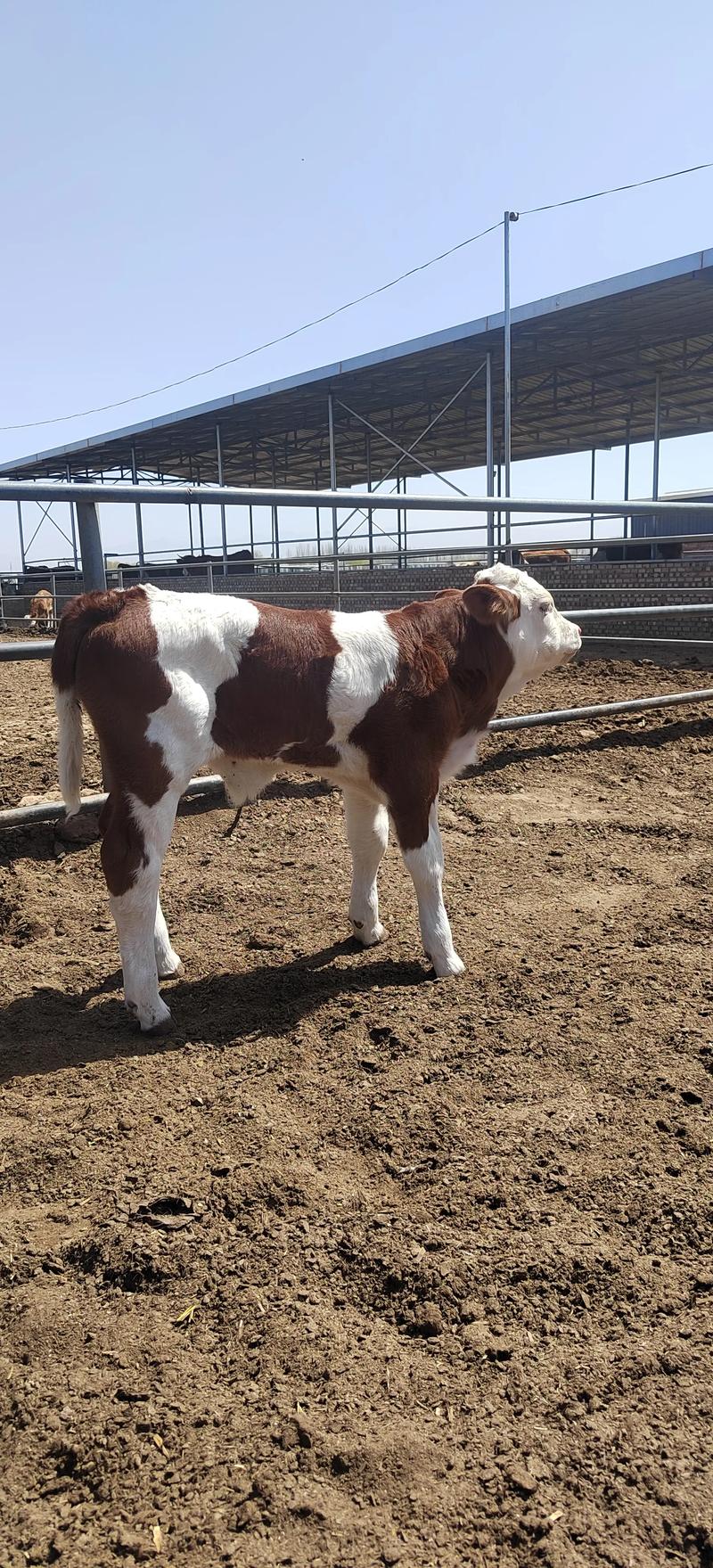 肉牛哪个品种最好养？-图1