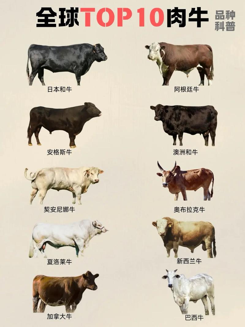 肉牛哪个品种最好养？-图2