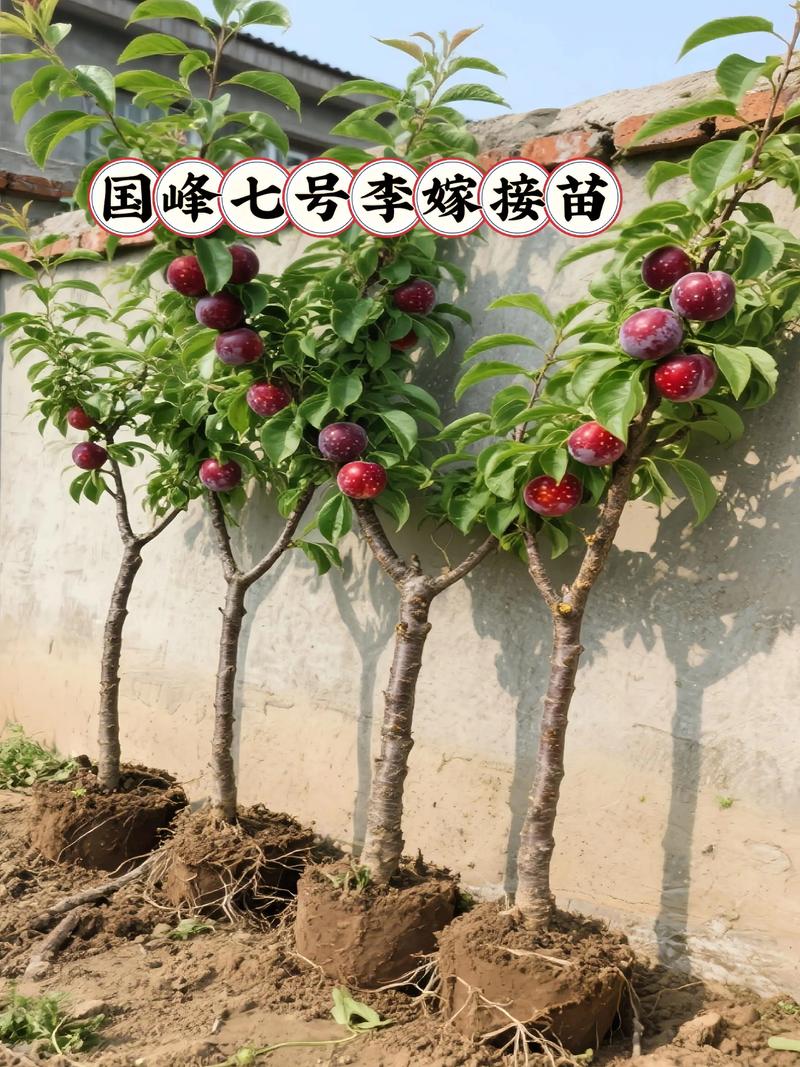 红天鹅绒李子怎么种才高产？-图2