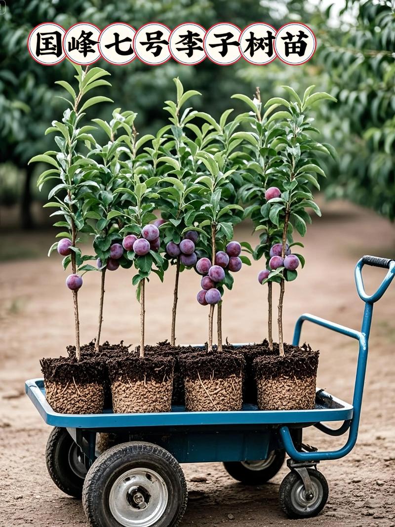 红天鹅绒李子怎么种才高产？-图3