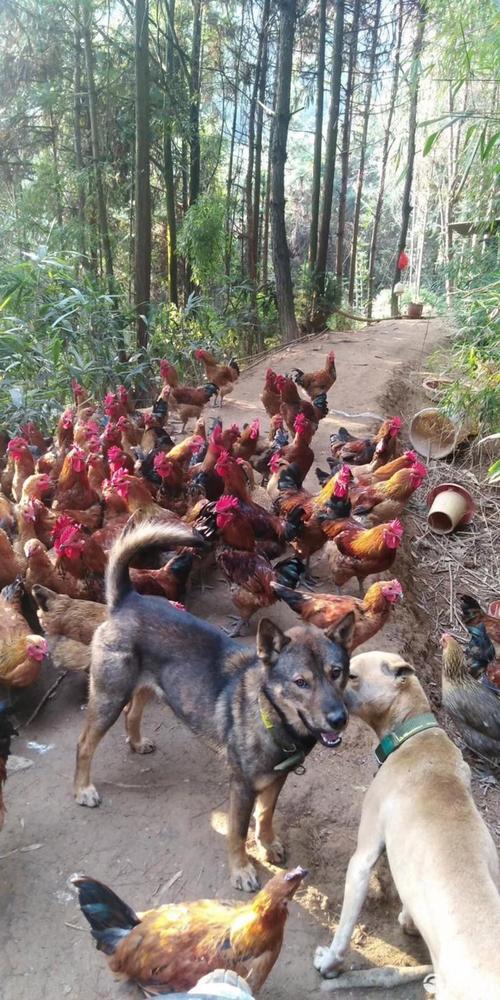 湖南最有名的土鸡品种是哪个？-图1