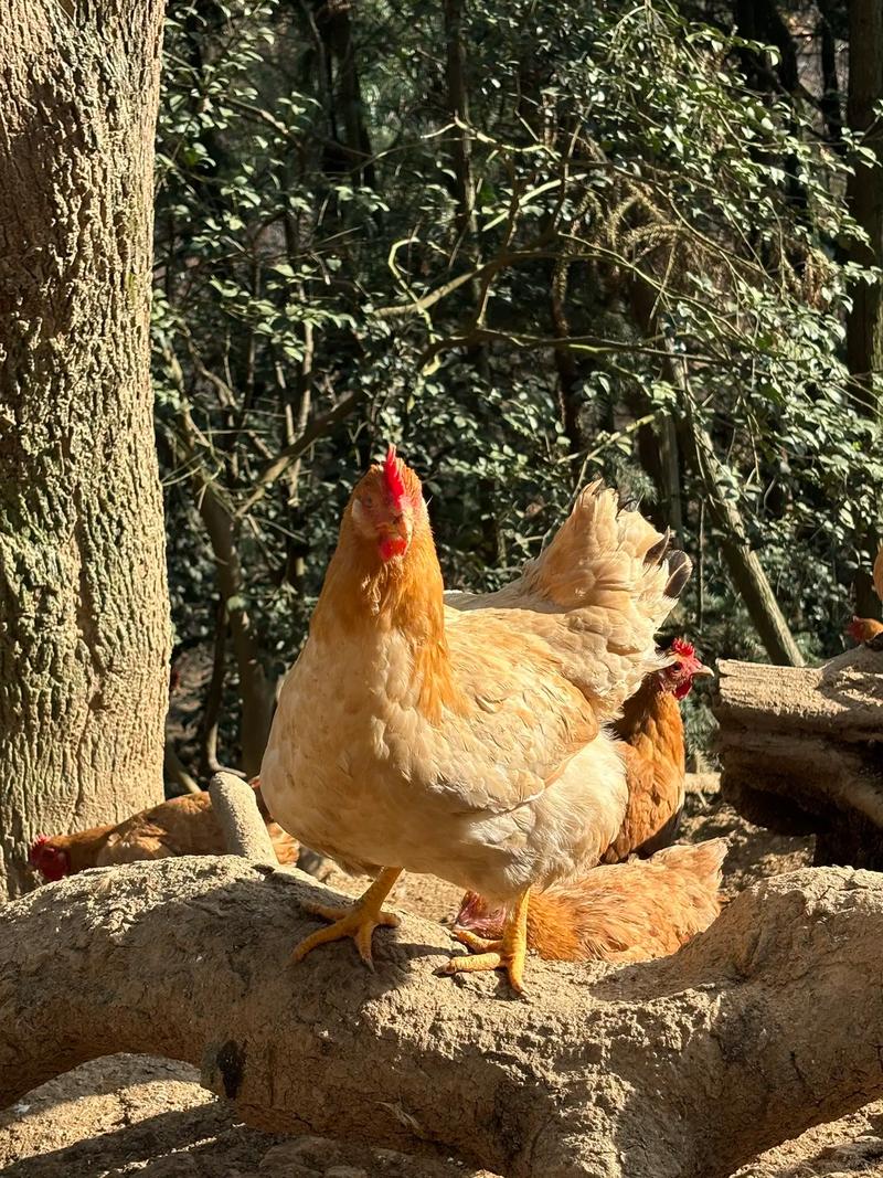 湖南最有名的土鸡品种是哪个？-图2