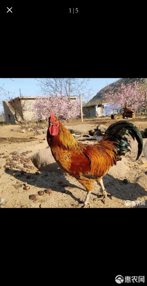 湖南最有名的土鸡品种是哪个？-图3