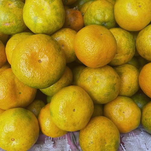 2025年柑橘新品种有哪些？-图1