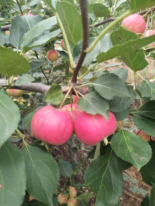 海棠果哪个品种口感最佳？-图2