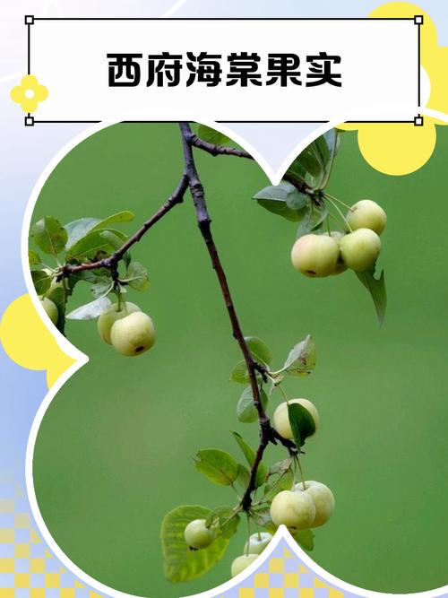 海棠果哪个品种口感最佳？-图1