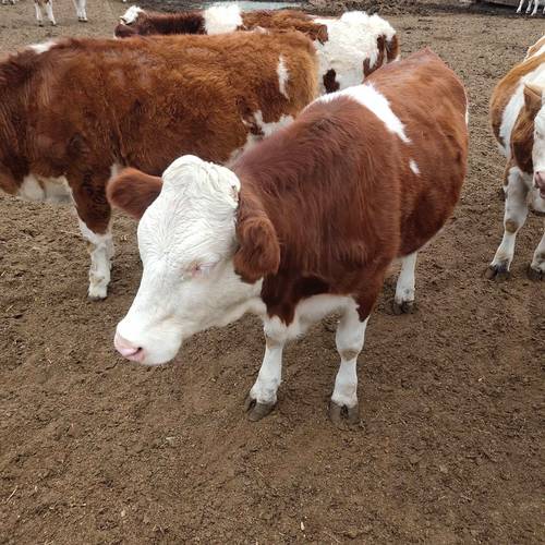 哪种肉牛品种好养又易活？-图3