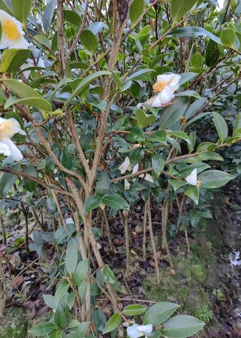 油茶树苗种植有哪些技术要点？-图2