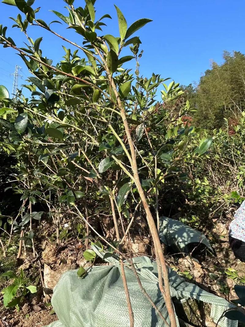 油茶树苗种植有哪些技术要点？-图3