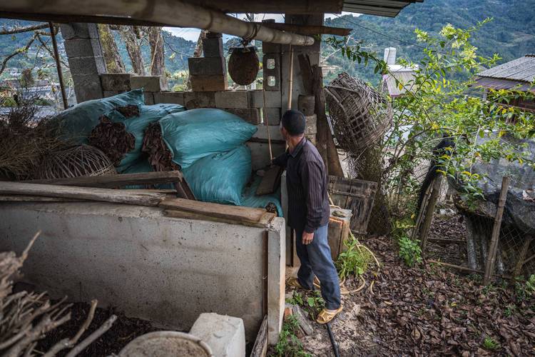 黄国忠虎头蜂养殖技术有何关键要点？-图1