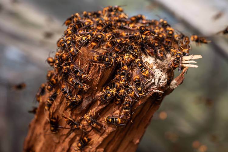 黄国忠虎头蜂养殖技术有何关键要点？-图2