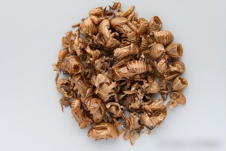 2025年临沂蝉蜕价格会涨还是跌？-图3