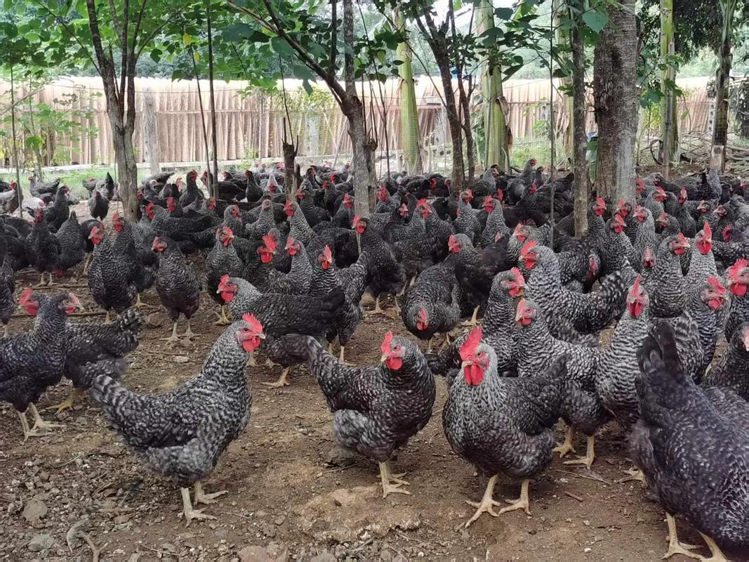 芦花鸡有哪些品种？-图3