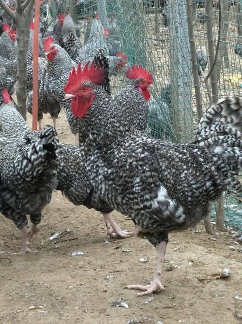 芦花鸡有哪些品种？-图2