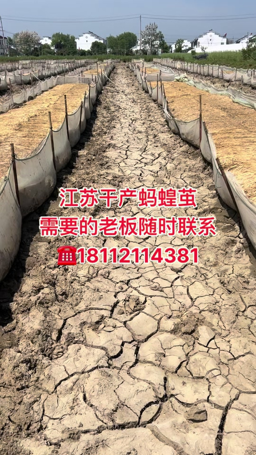 2025水蛭价格会涨还是跌？-图2