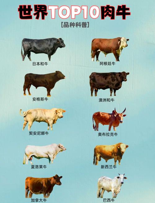 放养选什么牛品种最合适？-图1