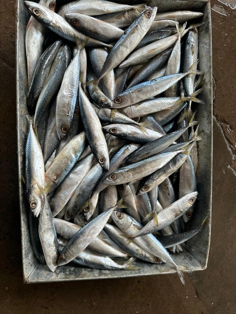 2025湖州青鱼价格会涨还是跌？-图1