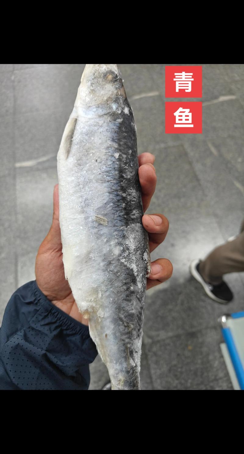 2025湖州青鱼价格会涨还是跌？-图2