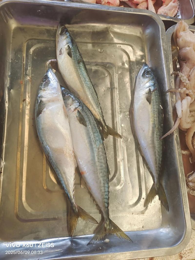 2025湖州青鱼价格会涨还是跌？-图3