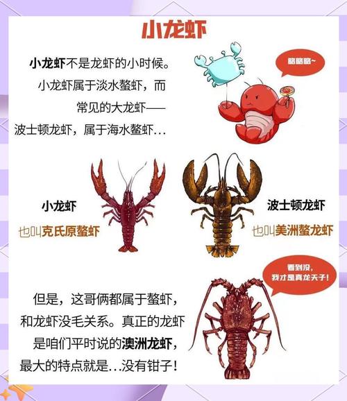 小龙虾人工繁殖技术难点有哪些？-图1