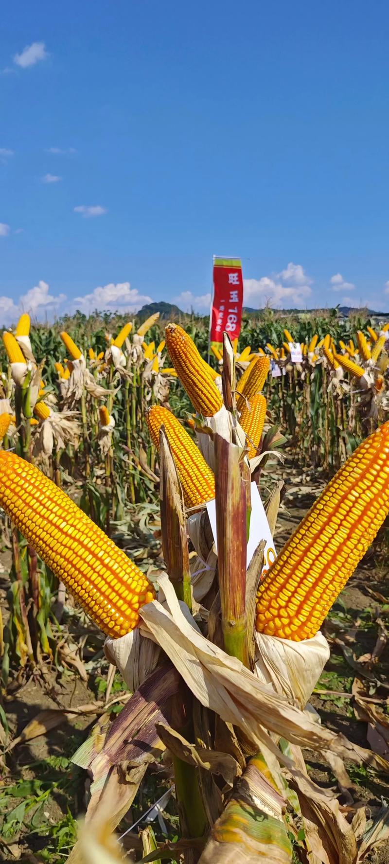 高产玉米品种具体有哪些？-图2