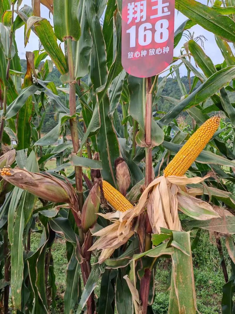 高产玉米品种具体有哪些？-图1