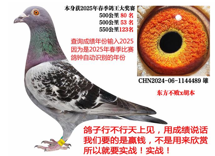 2025年中国肉鸽价格会涨还是跌？-图3