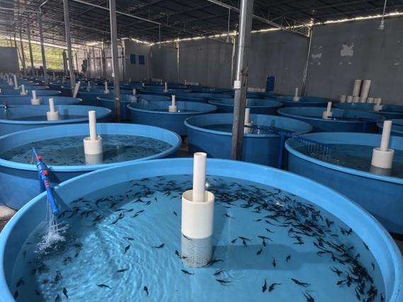 淡水鱼养殖技术交流群，如何高效提升养殖技术？-图2