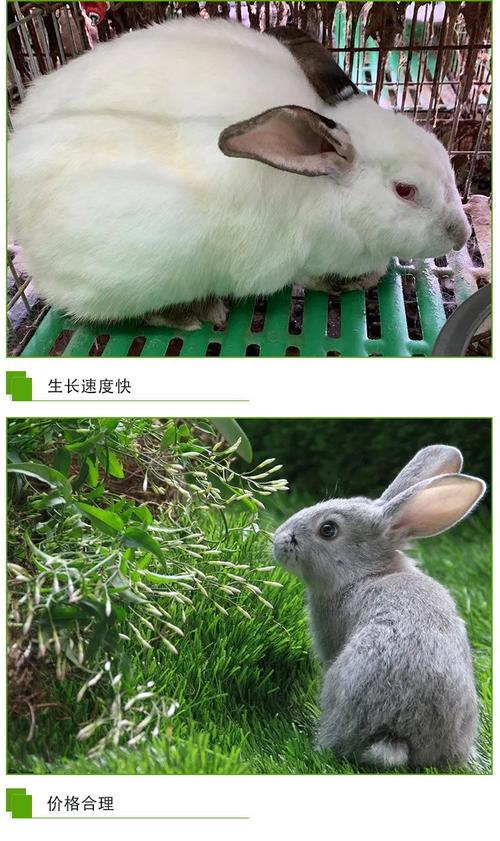 常见肉兔品种有哪些？-图2