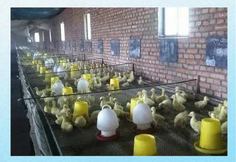 鹅苗养殖新技术视频有哪些要点？-图3