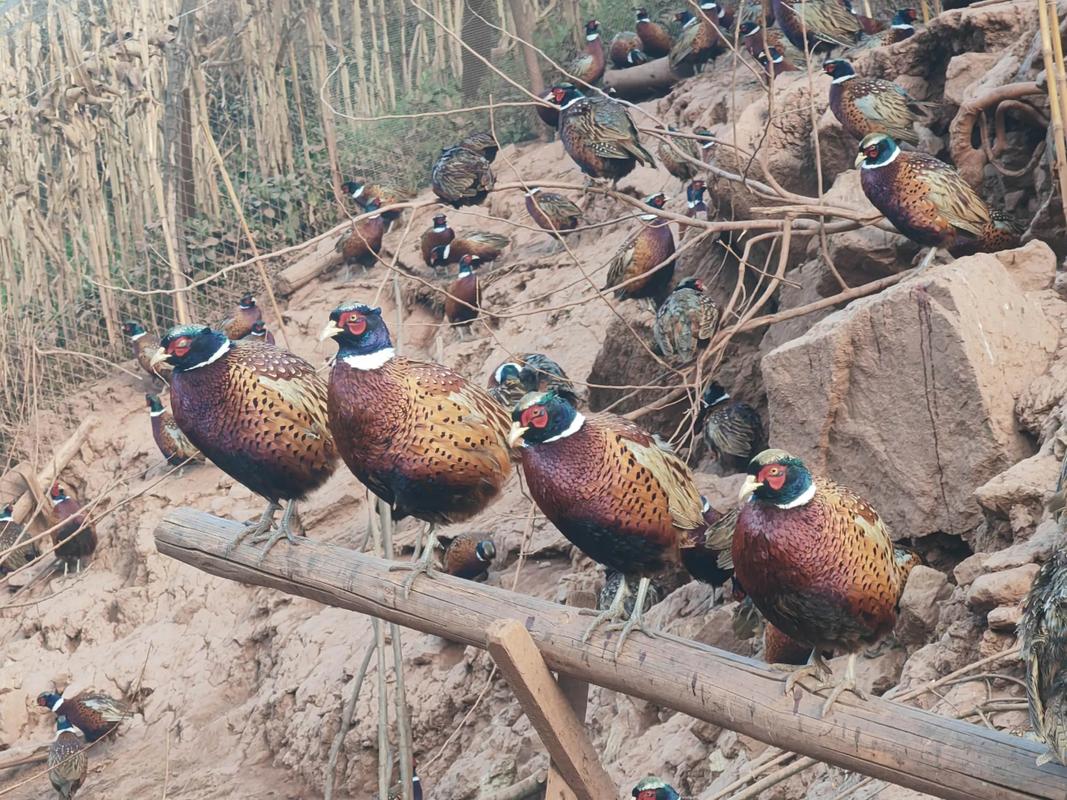 七彩山鸡雏鸡养殖技术要点有哪些？-图1