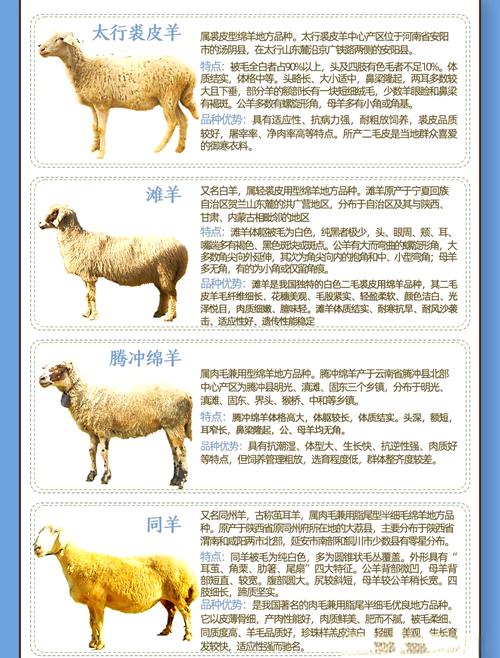 中国有哪些优质肉用绵羊品种？-图3
