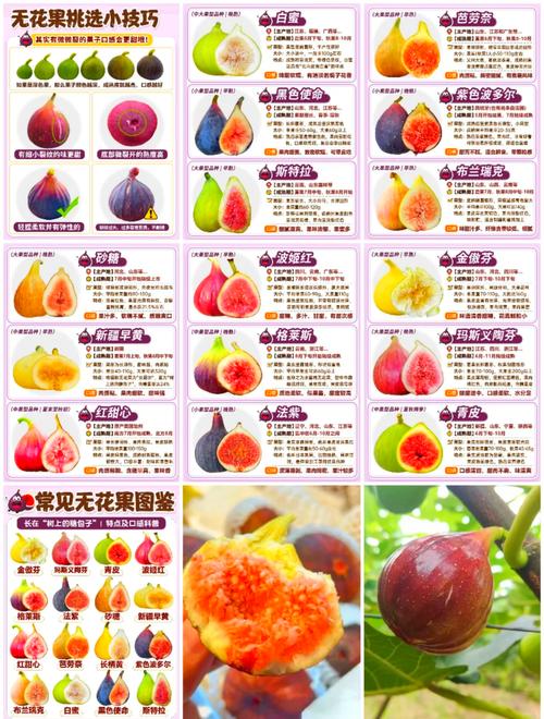 无花果品种有哪些？看图识别。-图2