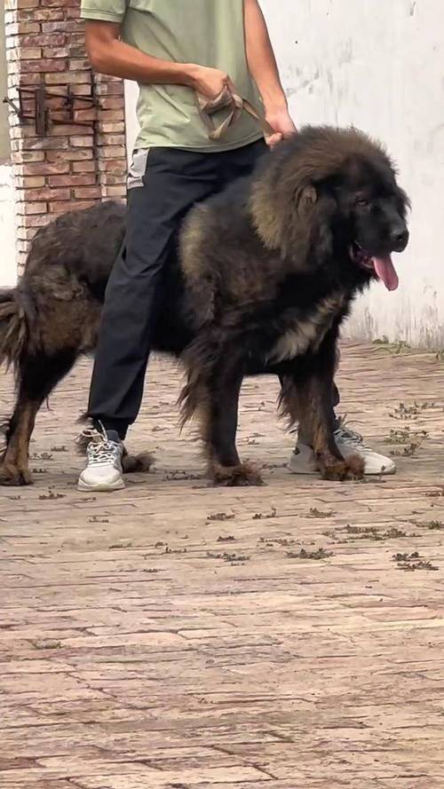 大型肉狗品种有哪些？-图2