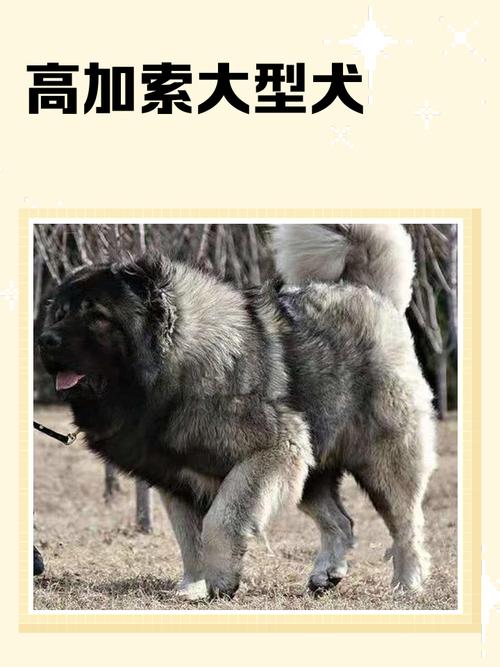 大型肉狗品种有哪些？-图1