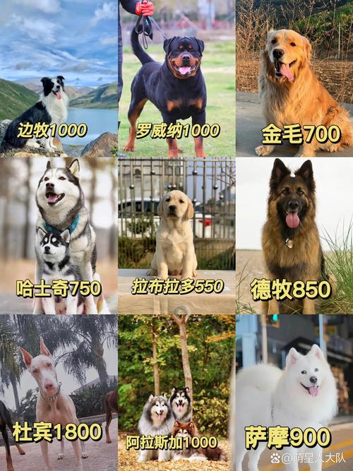 大型肉狗品种有哪些？-图3